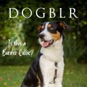 thedogblrmagazine avatar