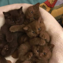 thedogisontopofthecarmom avatar