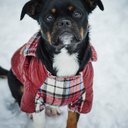 thedogsbeforetime-blog avatar