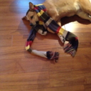 thedogwithamediocreblog avatar