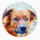 thedogwiththeblog avatar