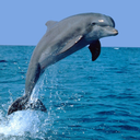 thedolphin24 avatar