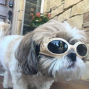 thedragonofsleep avatar