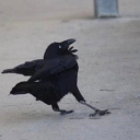 thedreadpotato avatar