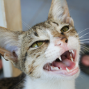 thedreammembrane avatar