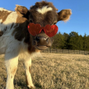 thedreamthieves avatar