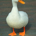 theduckfoot avatar