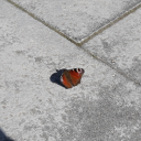 thedwarvenlady avatar