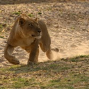 thedyingkings-blog avatar