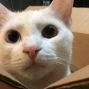 theecatladies avatar