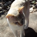 theechaoticcat avatar