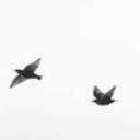 theee-escapist avatar