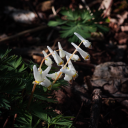 theeggthefishthehorns avatar