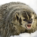 theegreatamericanbadger avatar