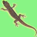 theelectriclizard avatar