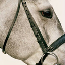 theeliteequestrian-blog avatar