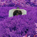 theenderwalker avatar