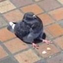 theexecutionersdentist avatar