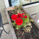 thefa11enange1 avatar