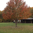 thefabulousflyinggraysons avatar