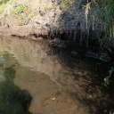 thefairy-pirate avatar