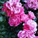 thefanciestjorts avatar