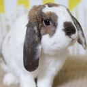 thefancyhare-blog avatar