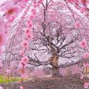 thefandomshavethetardis avatar