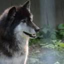 thefandomshithead avatar