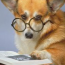 thefanficcorgi avatar