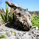 thefauxfox-blog avatar