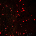 thefernwehsoul avatar