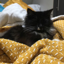 theflamebearer avatar