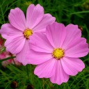 theflowerblogger avatar