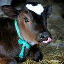 theflowerthatneverbloomed avatar