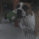 theflyingcircus384 avatar