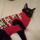 theflyingdubs avatar