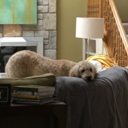 theflyingduffman avatar