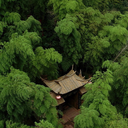 theforestpath avatar