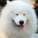 thefox--andthewolf avatar