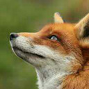 thefoxheathen avatar