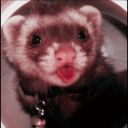 thefriendlyferretwriter avatar