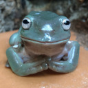 thefriendlyfrog avatar