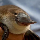 thefriendlyplatypus avatar