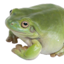 thefroggiesden avatar