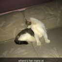 thefrogswillwin avatar