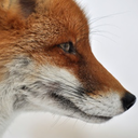 thefuechschen avatar