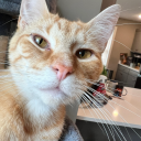 thegalacticfox avatar