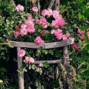 thegardenofelegance avatar