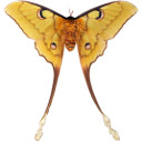 thegazeofmoths avatar